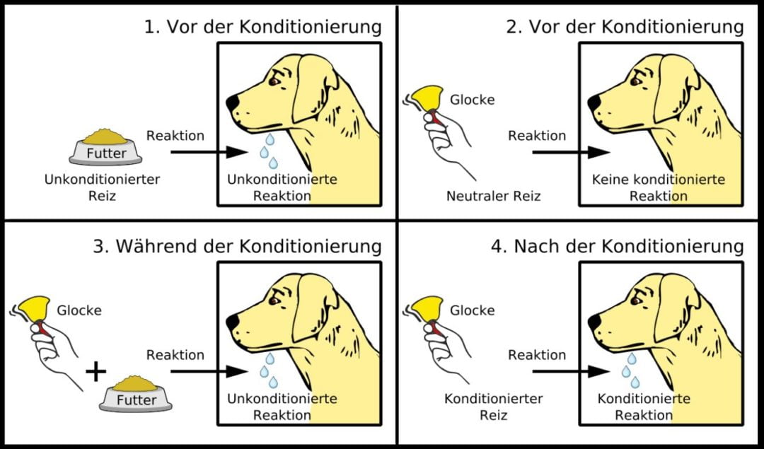 pawlows hunde experiment