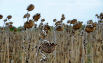 Ein deutscher Elia und das Ende der Dürre