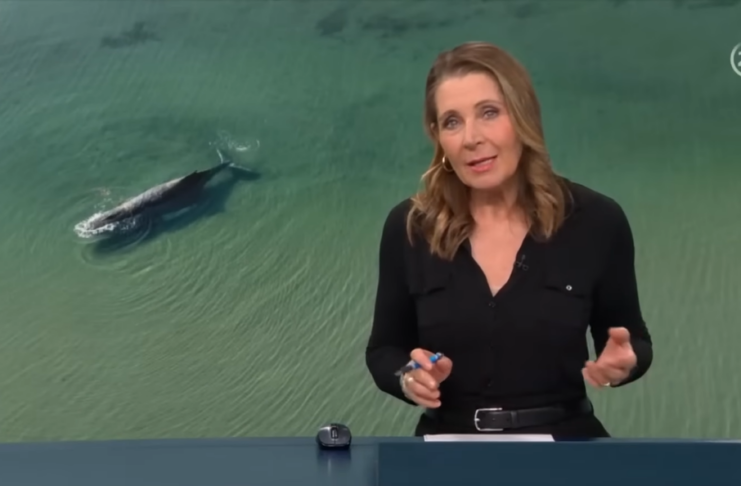 Ein Land im Stillstand besorgt um rührselige Wal-Rettung